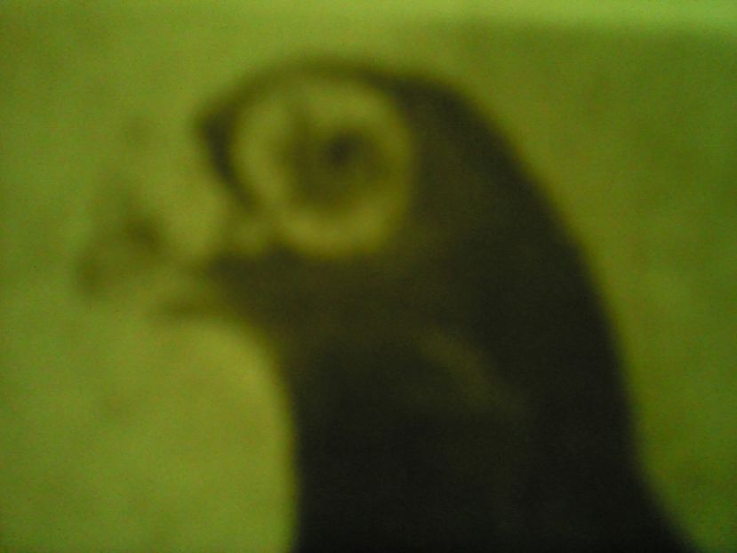  - CARUNCULATII  AUTOHTONI