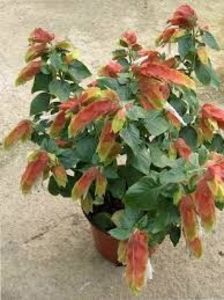 BELOPERONE GUTTATA - SPECIA Beloperone guttata