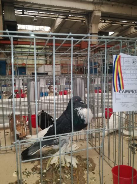  - EXPO NATIOALA BAICOI 2017