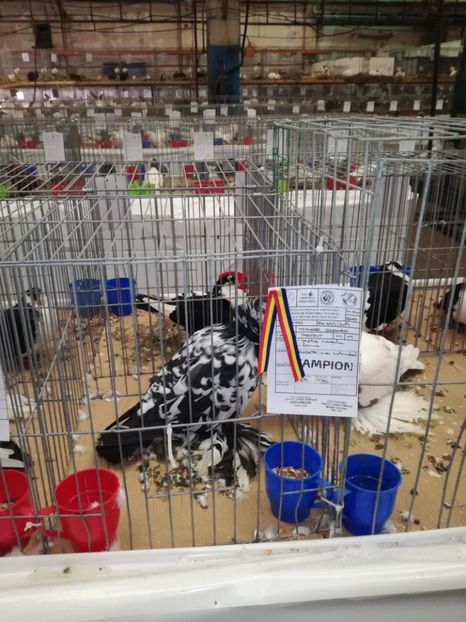  - EXPO NATIOALA BAICOI 2017