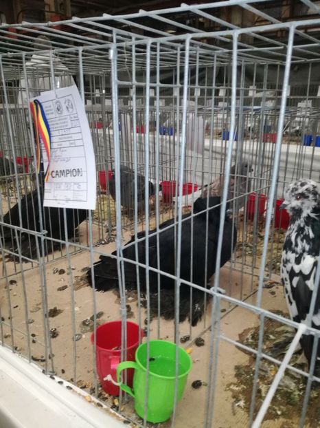  - EXPO NATIOALA BAICOI 2017