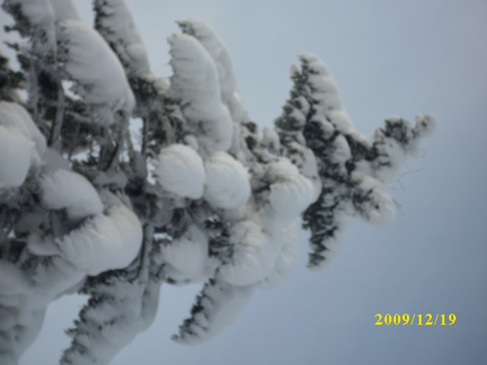 DSCI3356 - iarna 2009-2010