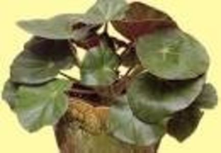 begonia featsii - SPECIA Begonia Featsii