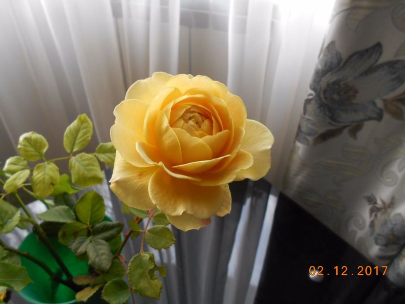  - Golden Celebration