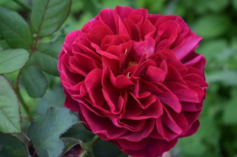  - BICENTENAIRE DE GUILLOT