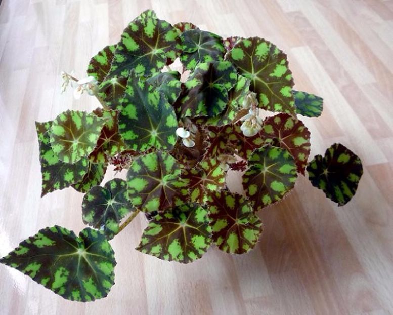 Begonia bowerae "Tiger" - SPECIA Begonia Bowerae