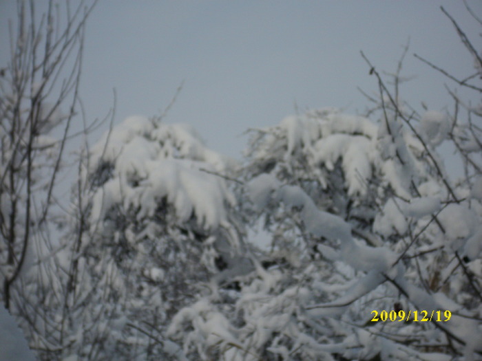 DSCI3361 - iarna 2009-2010