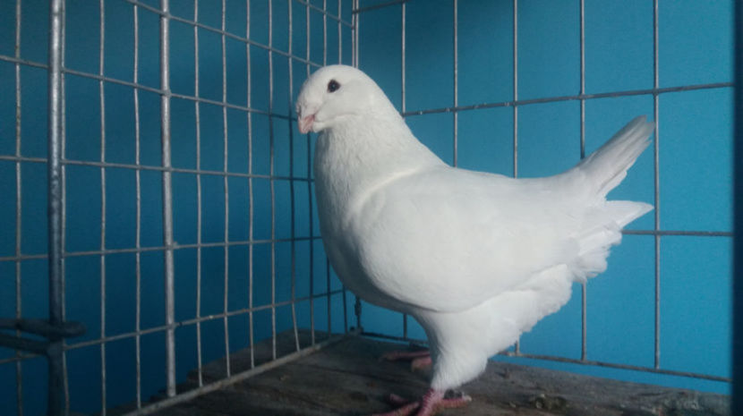 M-2017 - 8-AMERICANI-VANDUTI