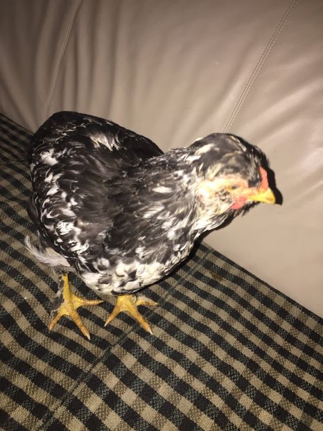 28A6B782-0B44-4E1C-9B73-1FBB8BC60DB9 - De vanzare