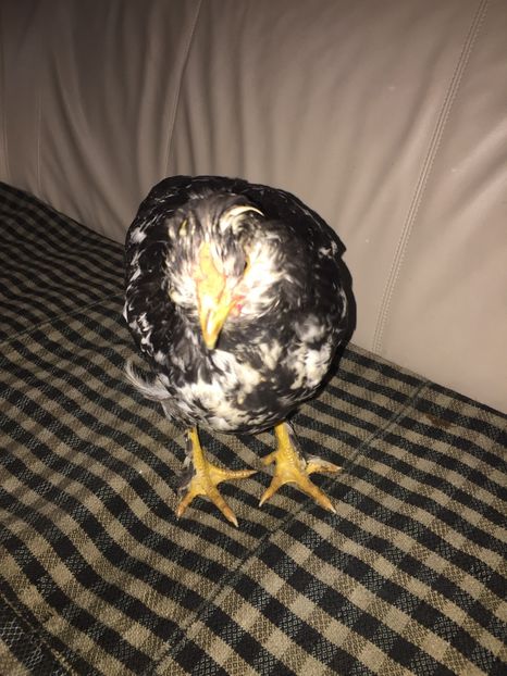 9F620531-09A7-42D3-8209-C20A9D4DCB9D - De vanzare