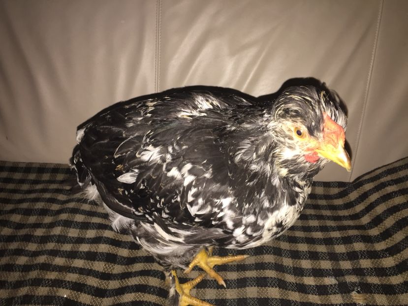 1FE25609-49E5-4ABC-9106-52F2111A0F48 - De vanzare