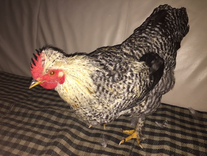 8F1FF73C-82F8-4AF5-B592-81A1ED44E67C - De vanzare