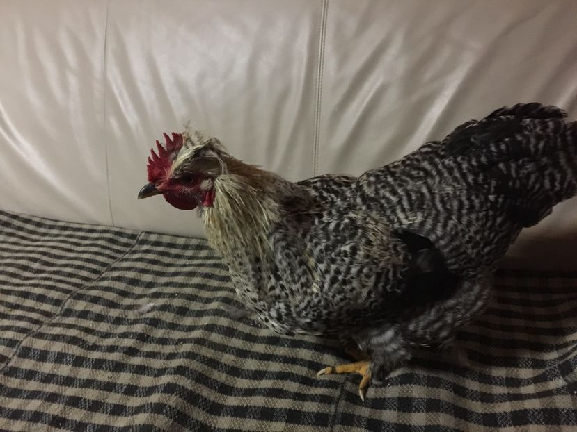 77F1918E-6A71-420A-A88E-2401FC1F53E5 - De vanzare