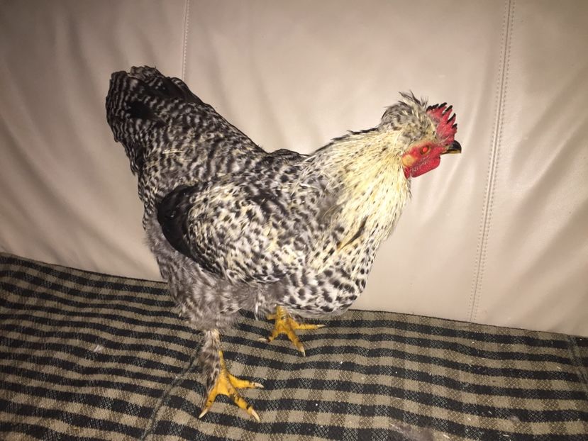 251AB0B6-42CD-4507-B2F2-B0E36C310416 - De vanzare