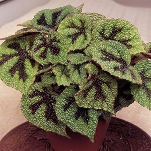 begonia masoniana iron cross - SPECIA Begonia Masoniana