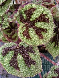 begonia masoniana iron cross - SPECIA Begonia Masoniana