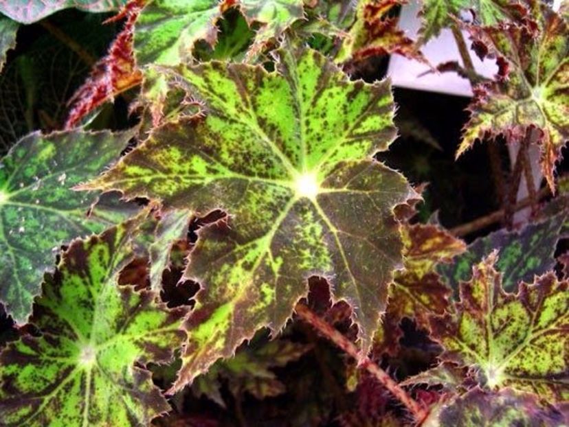 begonia cleopatra - SPECIA Begonia Cleopatra