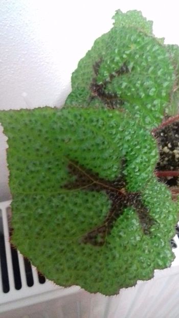 begonia masoniana iron cross - GENUL Begonia