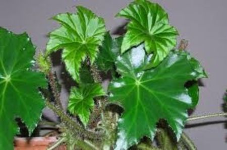 begonia ricinifolia - SPECIA Begonia Ricinifolia