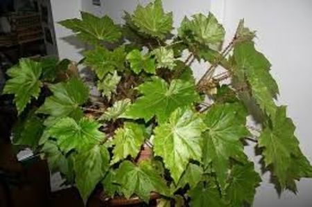 begonia ricinifolia - SPECIA Begonia Ricinifolia