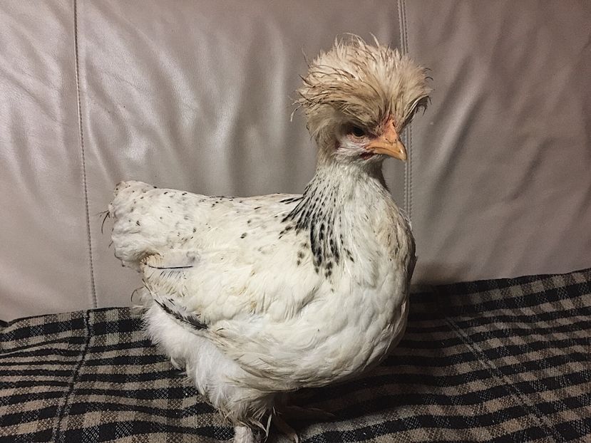 97D6AD14-10D9-4306-B161-ECF7F3D68669 - Pui motati 2017 seria 3