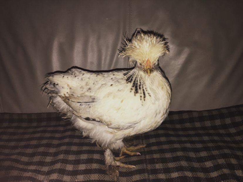 FB477615-6B65-4B71-AC92-64AEE09467FD - Pui motati 2017 seria 3