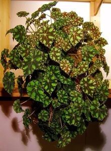 begonia bovarea tiger - GENUL Begonia