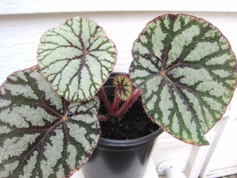 begonia fedor - SPECIA Begonia Rex