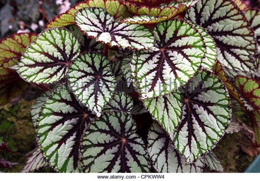 begonia fedor - SPECIA Begonia Rex