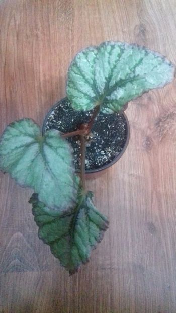 begonia silver limbo - SPECIA Begonia Rex