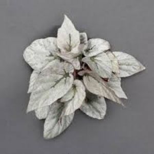 begonia silver limbo- poza net - SPECIA Begonia Rex