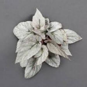 begonia silver limbo- poza net - SPECIA Begonia Rex