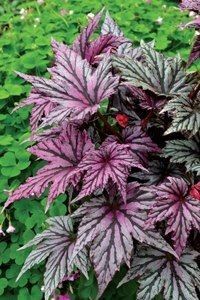 begonia garden angel blush - SPECIA Begonia Rex