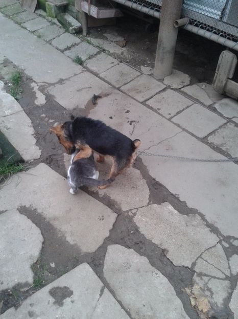  - o prietenie aparte