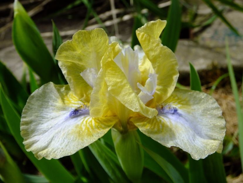  - 2017_04_Aprilie II