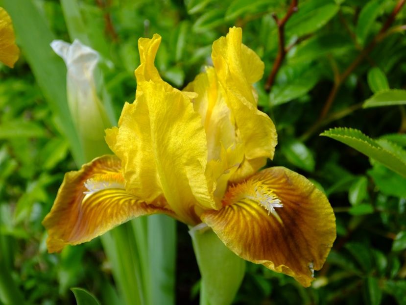  - 2017_04_Aprilie II