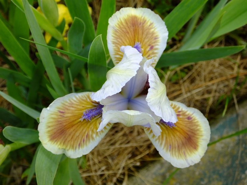  - 2017_04_Aprilie II