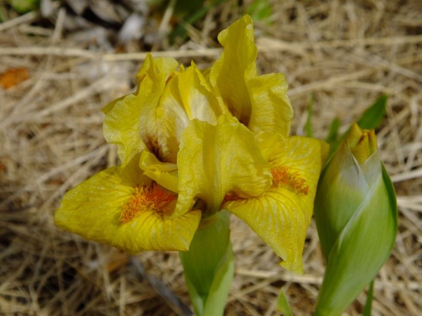  - 2017_04_Aprilie II