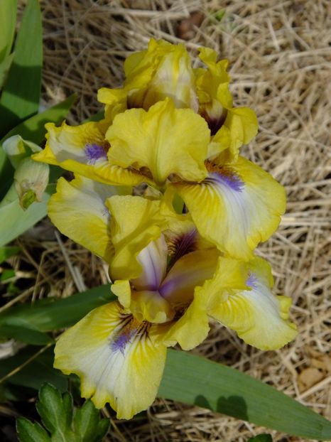  - 2017_04_Aprilie II