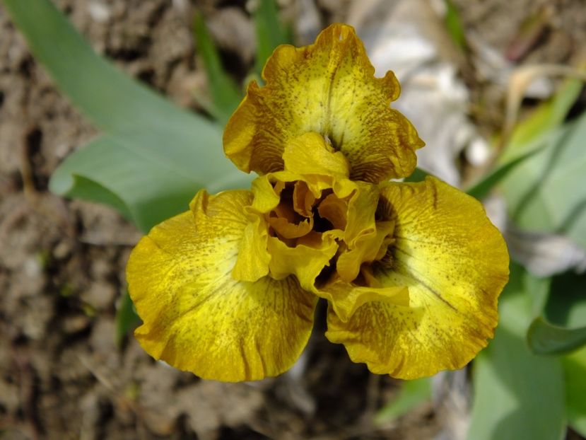  - 2017_04_Aprilie II