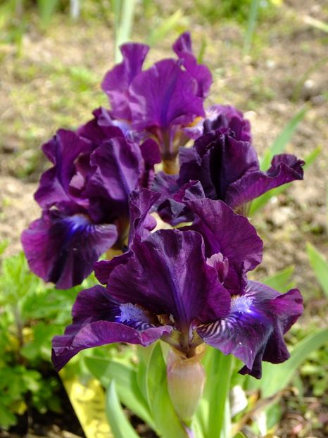  - 2017_04_Aprilie II