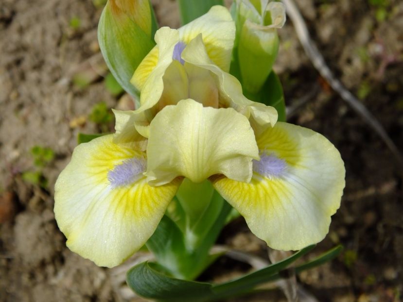  - 2017_04_Aprilie II