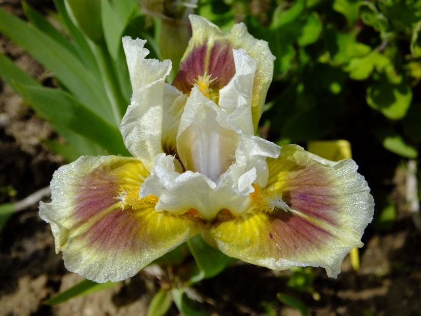  - 2017_04_Aprilie II