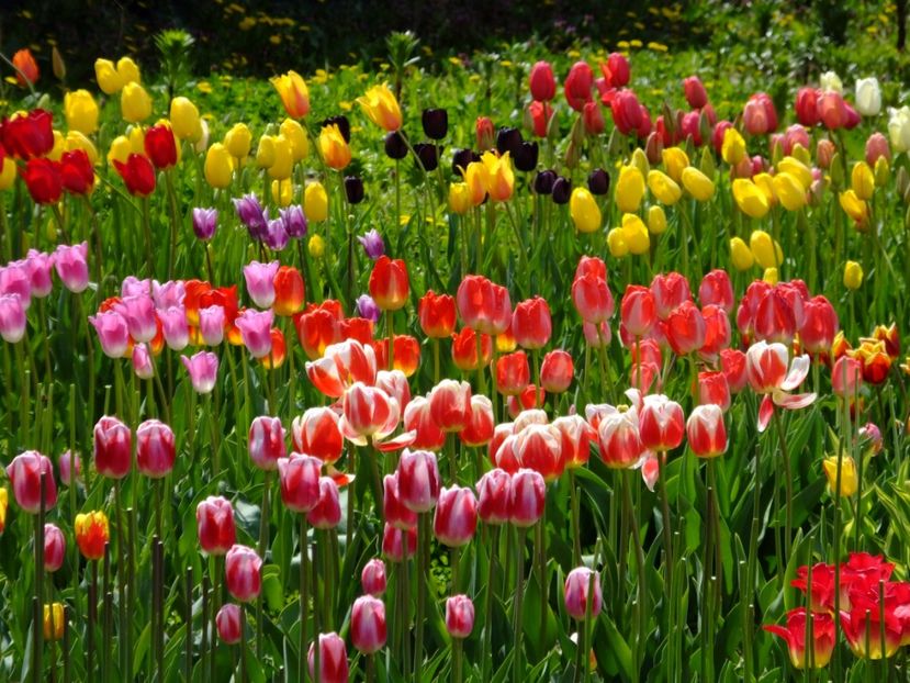  - 2017_04_Aprilie II