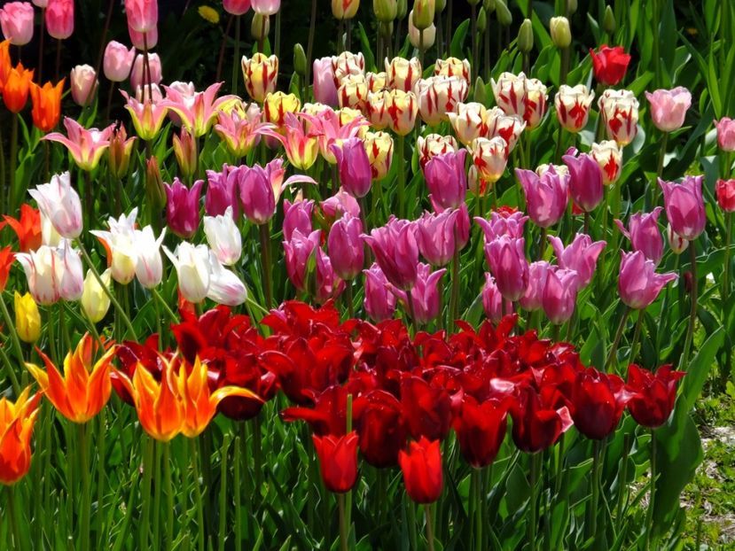  - 2017_04_Aprilie II