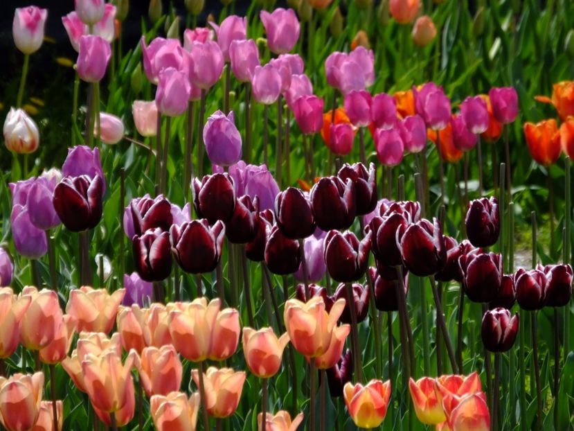  - 2017_04_Aprilie II