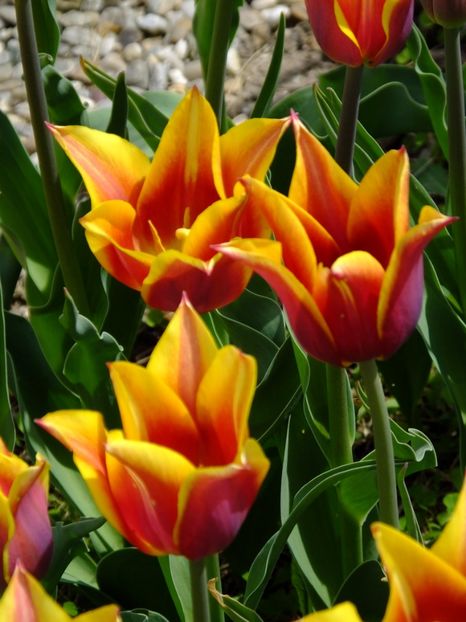  - 2017_04_Aprilie II