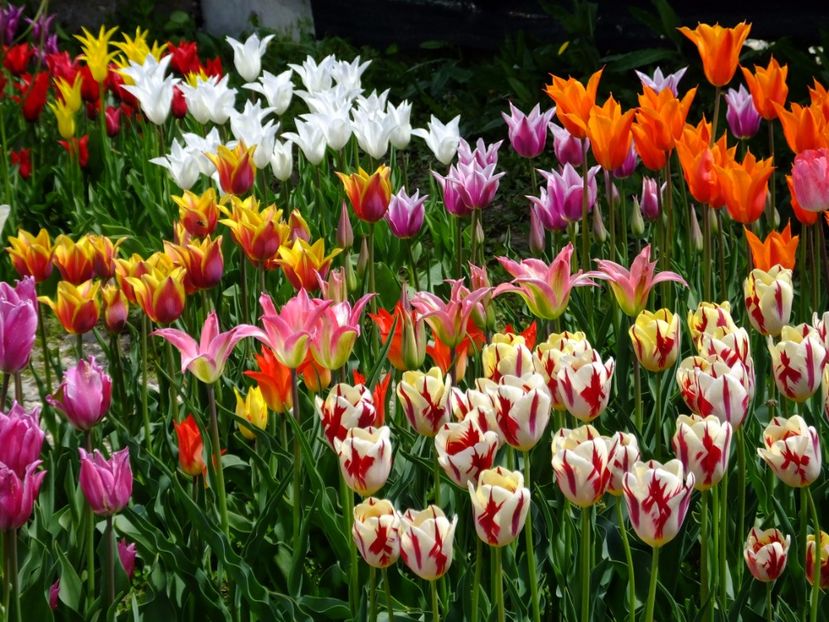  - 2017_04_Aprilie II