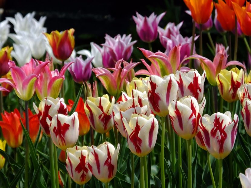  - 2017_04_Aprilie II