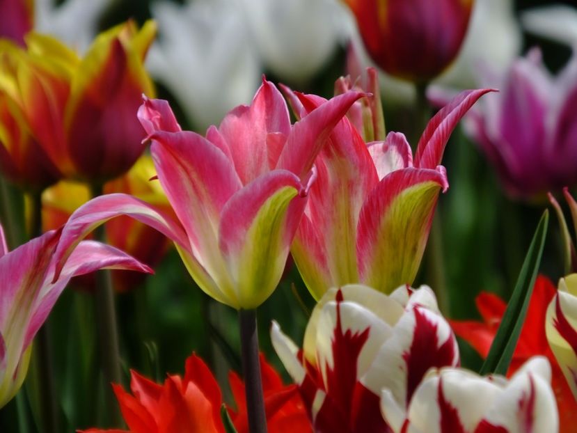  - 2017_04_Aprilie II